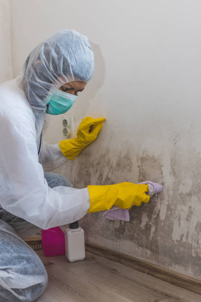Best Industrial Mold Remediation  in Sheboygan Falls, WI