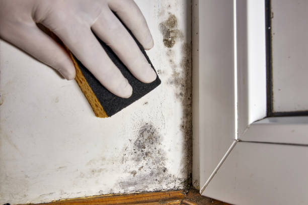 Best Black Mold Removal  in Sheboygan Falls, WI